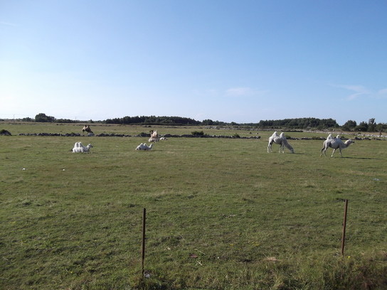 Schweden 2011