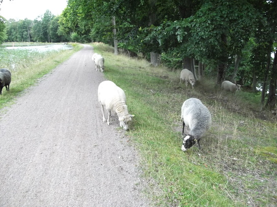 Schweden 2012