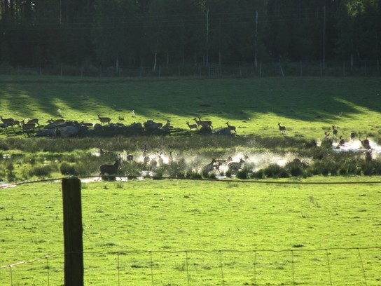 Schweden 2012